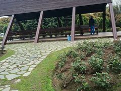-上海滨江森林公园