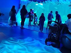 -悉尼海洋生物水族馆