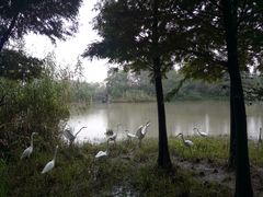 -溱湖国家湿地公园