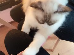 -李小姐の猫咖啡馆(五角场店)