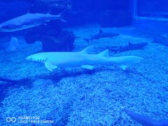 -多彩贵州城极地海洋世界