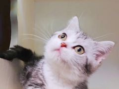 -十年猫舍·猫咪专门店(普陀店)