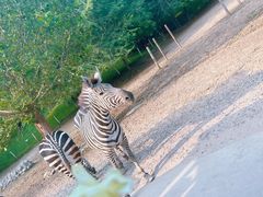 -北京野生动物园