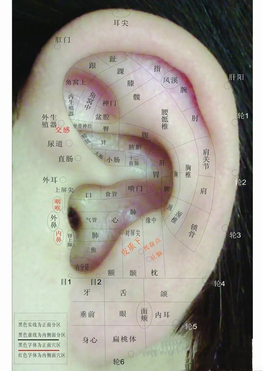 关于耳朵的那些小知识