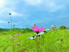 -径山花海