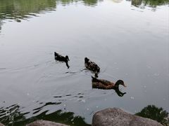 -莲湖公园