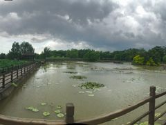 -大湾区中央湿地公园
