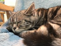 -李小姐の猫咖啡馆(五角场店)