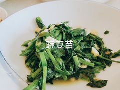 -食家鸽园