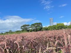-深圳湾公园(南山区)