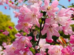-高东镇樱花园