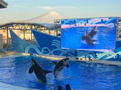 -上海海昌海洋公园