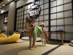 -逗柴咖啡屋·狗咖猫咖宠物桌游
