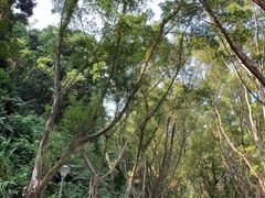 -银湖山郊野公园-相思林
