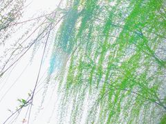 -径山花海