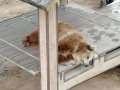 -石家庄市动物园