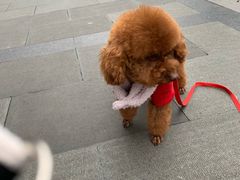 -PETKIT 小佩宠物·低压洗护·美容·寄养(安远店)