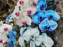 -北京植物园-展览温室