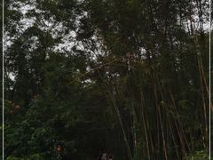 -羚羊峡古栈道森林公园