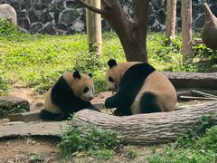 -都江堰中华大熊猫苑