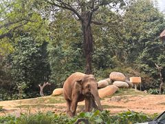 -广州长隆野生动物世界