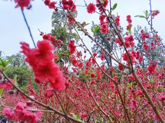 -桃花涧