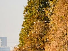 -肥妹烧腊店(洪湖店)