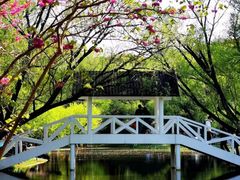 -上海共青森林公园