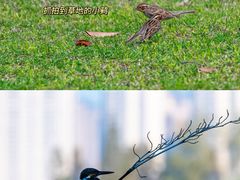 -洋湖国家湿地公园