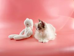 -comecome来吧宠物(奥克斯中心店)