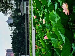 -荔湾湖公园