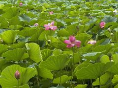 -阿尔丁植物园