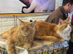 -平行世界·猫咖(首经贸店)