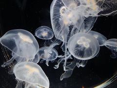 -鹿儿岛水族馆