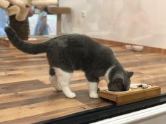 -袖虎·猫馆(体育西路店)