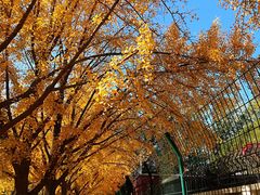 -三里屯东五街银杏大道