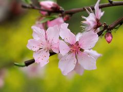 -田园东方蜜桃村的田野营地