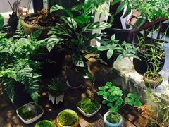 -植觉