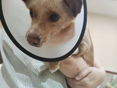 -艾贝尔宠物医院·24H转诊中心·肿瘤猫专科(江宁双龙店)
