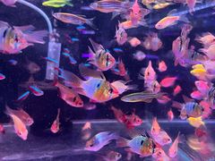 -山东柏宁水族批发广场