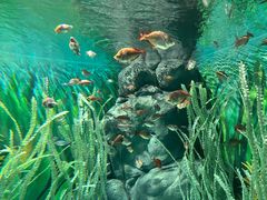 -上海海洋水族馆