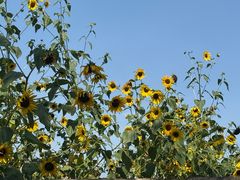 -东方宫中国蘭州牛肉拉面(黄岛店)