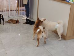 -柴犬小屋·柴餐厅·狗咖食堂(金鼎广场店)