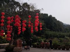 -深圳仙湖植物园