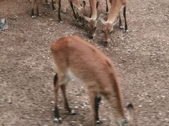 -清迈夜间动物园