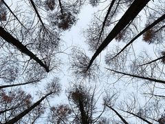 -日照海滨国家森林公园