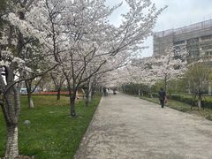 -高东镇樱花园