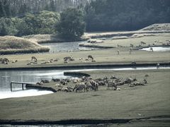 -溱湖国家湿地公园