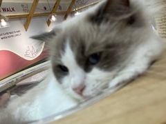 -喵园·猫主题咖啡厅·撸猫·猫咖(国贸店)