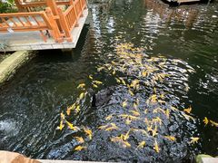 -南宫五洲植物乐园